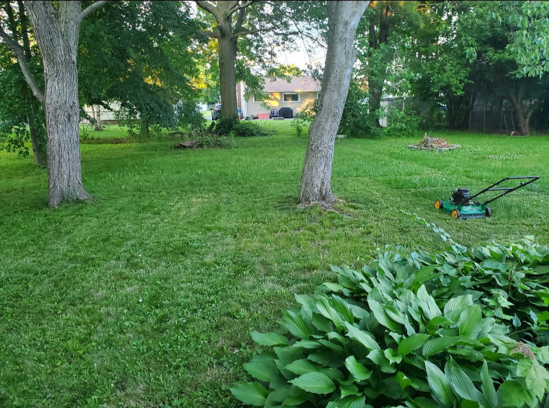 grass trim